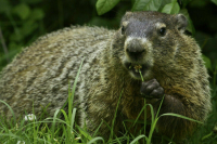 Сурок-«метеоролог» Фил предсказал еще 6 недель зимы