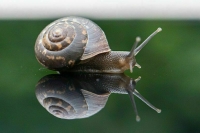 Как улитке и креветке по России путешествовать