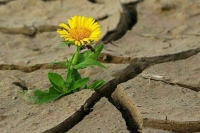 Нашествие пустынь на плодородные земли хотят остановить