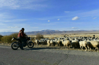 Бороться с деградацией пастбищ поможет закон