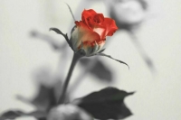 В День святого Валентина электричка сбила шедшую со свидания девочку