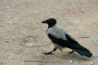 Десятки ворон отравились крысиным ядом в Пятигорске