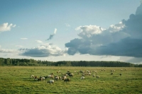 Землю на Дальнем Востоке и в Арктике можно получить не выходя из дома