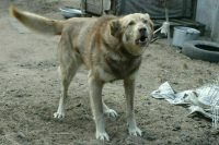 Защищать людей от собак с 1 марта будут по новым правилам