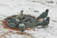 В Москве ожидаются 20-градусные морозы