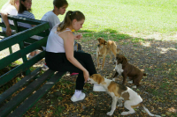 Бурматов считает спорной норму о запрете прикармливания собак в регионах