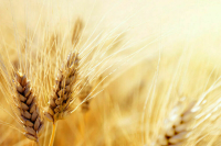 СМИ: Турция и ООН хотят гарантий от Запада по зерновой сделке