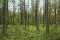 Порядок изыскательных работ в лесу предложили прописать в законе