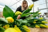 На сколько могут подорожать розы и тюльпаны к 8 Марта