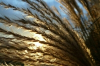 Путин: Россия настаивает на пакетном характере зерновой сделки