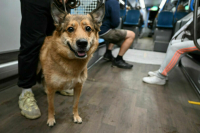 Всемирный день щенков отмечают 23 марта