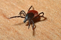 Вирусолог назвал регионы, где чаще всего заболевают энцефалитом