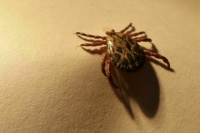 Вирусолог призвал ставить прививку от энцефалита всем, кто бывает на природе