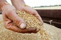 Польша призвала ЕС ограничить импорт украинского зерна на европейский рынок
