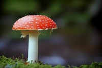 В Красноярске мужчина отравился мухоморами