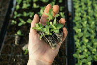 Россиян защитят от голода и болезней