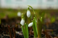 В Москве на выходных обещают до +15 градусов