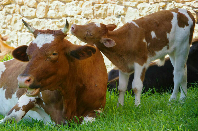 На закупку ветеринарных препаратов направят дополнительно 1 млрд рублей