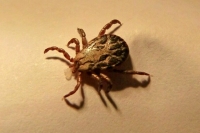 Почти 2,5 тыс. россиян обратилось в медорганизации из-за укусов клещей