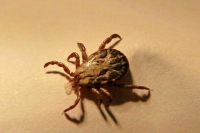 Попова предупредила об опасности клещей почти по всей России