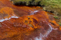 Жители Белгородской области жалуются на покрасневшие водоемы