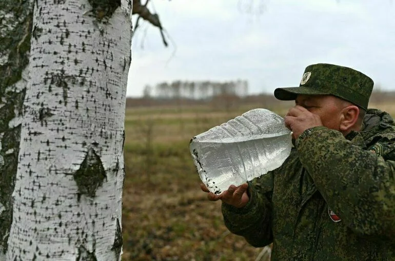 Чем полезен и кому вреден березовый сок