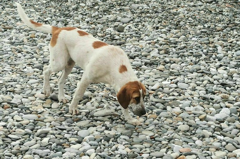 СПЧ даст оценку законопроекту о праве регионов на отлов бездомных животных