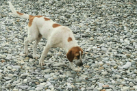 СПЧ даст оценку законопроекту о праве регионов на отлов бездомных животных