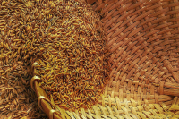 Болгария временно запрещает импорт продовольствия с Украины