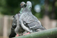 Летающие крысы или «голуби мира»?