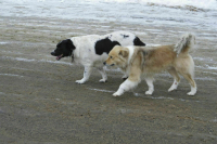 Клишас попросил прокуратуру обратить внимание на убийства бездомных животных