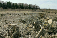 В районе Костромской области ввели режим ЧС из-за подземного торфяного пожара
