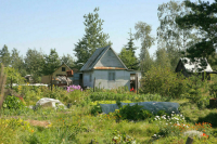 Чаплин объяснил, как оспорить ошибочный штраф за токсичные растения на даче