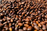 Минюст предложил включить кедровый орех в перечень стратегически важных ресурсов