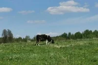 В России предложили установить единый предельный срок аренды земли для выпаса скота