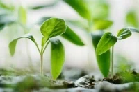 На Невском экологическом конгрессе обсудят экотуризм и органические продукты