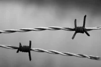 В Ленинградской области обнаружено массовое захоронение на месте концлагеря