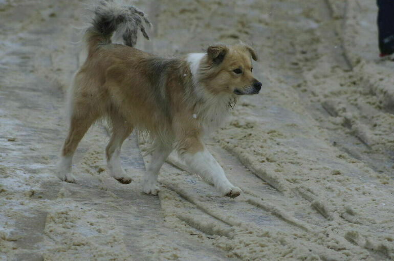 Комитет Госдумы поддержал передачу регионам прав по обращению с животными