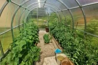 Баням и теплицам ограничили этажность и высоту