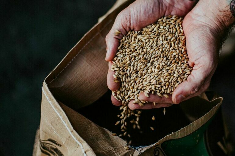 Песков призвал дождаться решения по зерновой сделке