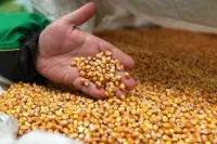Вредные для здоровья ГМО-семена из-за границы не пустят на российские поля