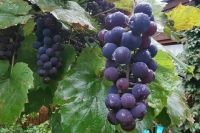 Виноделов обязали завести паспорта виноградного насаждения