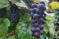 Виноделов обязали завести паспорта виноградного насаждения