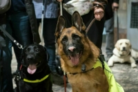 В Петербурге суд разрешил пускать собак-поводырей в метро без намордника