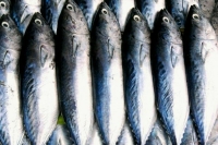 Иностранные инвесторы будут согласовывать добычу скумбрии и трески