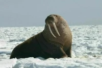 Налоговые льготы распространили на морской зверобойный промысел