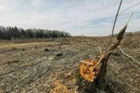В России появится профессиональный стандарт для лесопатологов