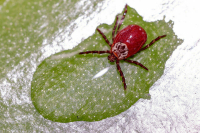 К медикам из-за укусов клещей обратились 185 тысяч россиян