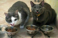 Из просрочки хотят делать корма для животных