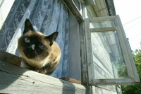 В законе предложили конкретнее прописать ответственность за преступления против животных